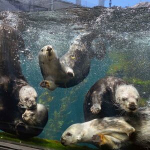 Southern_sea_otters_swimming_underwater_and_playing_in_the_Sea_Otter_exhibit_Monterey_Bay_Aquarium_1__4279d64b-2d27-4c72-a68c-8f231f73d5822