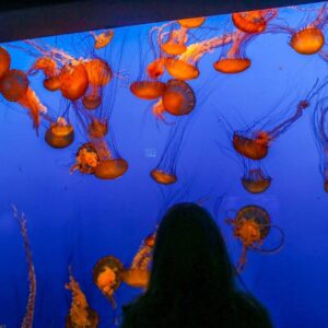 california-nomad-monterey-bay-aquarium_22_optimized2
